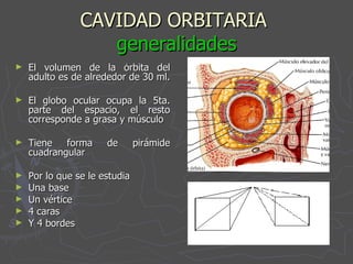 CAVIDAD ORBITARIA  generalidades El volumen de la órbita del adulto es de alrededor de 30 ml.  El globo ocular ocupa la 5ta. parte del espacio, el resto corresponde a grasa y músculo  Tiene forma de pirámide cuadrangular Por lo que se le estudia  Una base Un vértice 4 caras  Y 4 bordes  