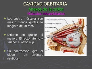 CAVIDAD ORBITARIA   Anexos de la orbita Músculos intraorbitarios Los cuatro músculos son más o menos iguales en longitud de 40 mm. Difieren en grosor el mayor;  El recto interno y  menor el recto sup. Su contracción gira el globo  en distintos sentidos.  