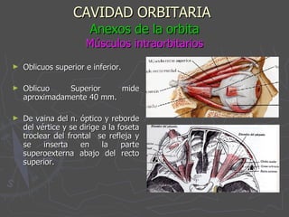 CAVIDAD ORBITARIA   Anexos de la orbita Músculos intraorbitarios Oblicuos superior e inferior. Oblicuo Superior mide aproximadamente 40 mm. De vaina del n. óptico y reborde del vértice y se dirige a la foseta troclear del frontal  se refleja y se inserta en la parte superoexterna abajo del recto superior. 