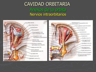 CAVIDAD ORBITARIA   Anexos de la orbita Nervios intraorbitarios 