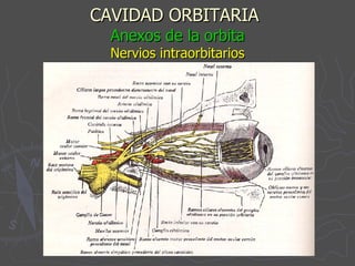 CAVIDAD ORBITARIA   Anexos de la orbita Nervios intraorbitarios 