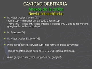 CAVIDAD ORBITARIA   Anexos de la orbita Nervios intraorbitarios N. Motor Ocular Común (III ) - rama sup. – elevador del párpado y recto sup. - rama inf. – recto inf. ,recto interno y oblicuo inf. y una rama motora ganglio ciliar (ciliares cortos). N. Patético (IV) N. Motor Ocular Externo (VI) Plexo carotídeo (g. cervical sup.) nos forma el plexo cavernoso: - ramos anastomóticos para el III , IV , VI , Rama oftálmica. - rama ganglio ciliar (rama simpática del ganglio). 