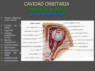 CAVIDAD ORBITARIA   Anexos de la orbita Vasos intraorbitarios Arteria oftálmica y sus ramas: Central de la retina Lagrimal Ciliares posteriores cortas Ramas musculares Ciliares largas Etmoidales Supraorbitaria Dorsal de la nariz Supratroclear supraorbitaria 