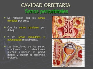 CAVIDAD ORBITARIA  Senos periorbitales Se relaciona con los  senos frontales  por arriba. Con los  senos maxilares  por debajo. Y los  senos etmoidales y esfenoidales  medialmente. Las infecciones de los senos etmoidales y esfenoidales pueden erosionar la pared medial y afectar el contenido orbitario. 