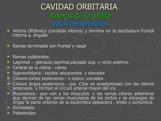 CAVIDAD ORBITARIA   Anexos de la orbita Vasos intraorbitarios Arteria Oftálmica (carótida interna) y termina en la escotadura frontal interna a. angular Ramas terminales son frontal y nasal Ramas colaterales: Lagrimal .- glándula lagrimal,párpado sup. y recto externo. Central de la retina.- retina Supraorbitaria.- tejidos adyacentes  y elevador Ciliares cortas posteriores.- n óptico ,coroides Ciliares largas posteriores.- cpo. Ciliar se anastomosan con las ciliares anteriores  y forman el círculo arterial mayor del iris Musculares.- que van a los músculos. y las ramas ciliares anteriores que derivan de las ramas musculares de los rectos y se encargan de irrigar la parte anterior de la esclerótica epiesclera , limbo y conjuntiva Etmoidales Palpebrales. 