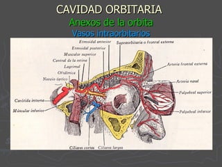 CAVIDAD ORBITARIA   Anexos de la orbita Vasos intraorbitarios 