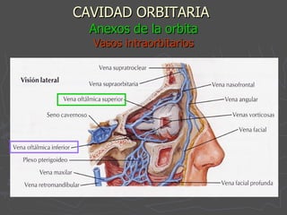 CAVIDAD ORBITARIA   Anexos de la orbita Vasos intraorbitarios 