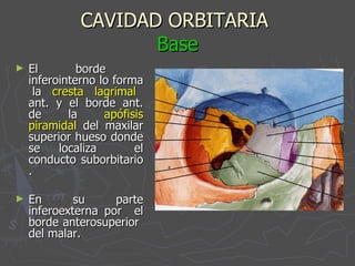 CAVIDAD ORBITARIA  Base El borde  inferointerno lo forma  la  cresta lagrimal  ant. y el borde ant. de la  apófisis piramidal  del maxilar superior hueso donde se localiza  el conducto suborbitario . En su parte inferoexterna por  el borde anterosuperior  del malar.  