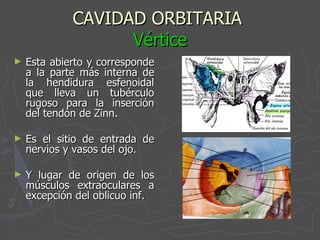 CAVIDAD ORBITARIA  Vértice Esta abierto y corresponde a la parte más interna de la hendidura esfenoidal que lleva un tubérculo rugoso para la inserción del tendón de Zinn. Es el sitio de entrada de nervios y vasos del ojo. Y lugar de origen de los músculos extraoculares a excepción del oblicuo inf. 