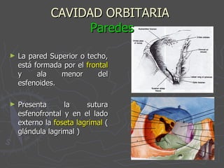 CAVIDAD ORBITARIA  Paredes La pared Superior o techo, está formada por el  frontal  y ala menor del esfenoides. Presenta la sutura esfenofrontal y en el lado externo la  foseta lagrimal  ( glándula lagrimal ) 