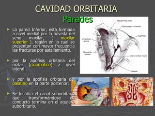 CAVIDAD ORBITARIA  Paredes La pared Inferior, está formada a nivel medial por la bóveda del seno maxilar, (  maxilar superior  ), región en la cual se presentan con mayor frecuencia las fracturas por estallamiento. por la apófisis orbitaria del malar ( cigomático ) a nivel lateral . y por la apófisis orbitaria del  palatino  en la parte posterior. Se localiza el canal suborbitario que transformándose en conducto termina en el agujero suborbitario. 