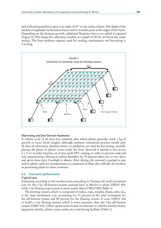 Social and economic dimensions of carrageenan seaweed farming in Mexico 193
FIGURE 5
Cultivation of seaweeds using the floating system
Float
Bamboo
10 m
Rope
Anchorage (50 Kg)
20
m
tied with polypropylene ropes at an angle of 45 ° to the water column. The depth of the
module is regulated via floatation buoys tied to wooden posts at the edges of the frame.
Depending on the biomass growth, additional floatation buoys are added if required
(Figure 5). This keeps the cultivation module at a depth of 25–30 cm below the water
surface. The boat (without engines) used for seeding, maintenance and harvesting is
4 m long.
Harvesting and post-harvest treatments
A culture cycle of 60 days was assumed, after which plants generally reach 1 kg of
growth or more (fresh weight), although common commercial practice entails only
30 days of cultivation. Stainless knives or penknives are used for harvesting, carefully
placing the plants in plastic crates inside the boat. Seaweed is spread to dry across
1 × 5 m2
wooden benches, on 2-mm-mesh PVC netting, in order to prevent sand and
soil contamination. Drying to reduce humidity by 70 percent takes one or two days,
and up to three days if sunlight is absent. After drying, the seaweed is packed in jute
and/or plastic sacks for transportation in containers to ships that will take the product
to processing plants in other countries.
3.2	 Economic performance
Capital costs
Estimating according to the market prices prevailing in Yucatan, the total investment
cost for the 1-ha off-bottom-system seaweed farm in Mexico is about USD10  459,
while 1-ha floating-type system is more costly, about USD13 889 (Table 1).
The farming system, which is composed of stakes, rope, weights, floats, rafts, etc.,
is the main investment cost, accounting for 73  percent of the total investment for
the off-bottom system and 80  percent for the floating system. It costs USD11  106
to build a 1-ha floating system, which is more expensive than the 1-ha off-bottom
system (USD7 676). Other capital costs include investments in vehicles (mainly boats),
equipment (knifes, plastic crates, scales, etc.) and drying facilities (Table 1).
 