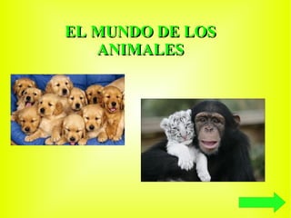 EL MUNDO DE LOS ANIMALES 