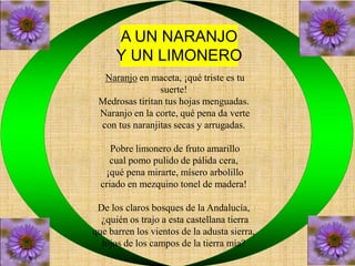 A UN NARANJO 
Y UN LIMONERO 
Naranjo en maceta, ¡qué triste es tu 
suerte! 
Medrosas tiritan tus hojas menguadas. 
Naranjo en la corte, qué pena da verte 
con tus naranjitas secas y arrugadas. 
Pobre limonero de fruto amarillo 
cual pomo pulido de pálida cera, 
¡qué pena mirarte, mísero arbolillo 
criado en mezquino tonel de madera! 
De los claros bosques de la Andalucía, 
¿quién os trajo a esta castellana tierra 
que barren los vientos de la adusta sierra, 
hijos de los campos de la tierra mía? 
 