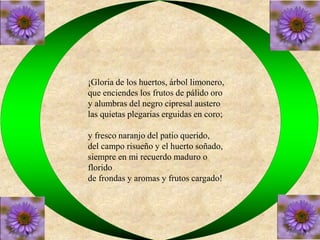 ¡Gloria de los huertos, árbol limonero, 
que enciendes los frutos de pálido oro 
y alumbras del negro cipresal austero 
las quietas plegarias erguidas en coro; 
y fresco naranjo del patio querido, 
del campo risueño y el huerto soñado, 
siempre en mi recuerdo maduro o 
florido 
de frondas y aromas y frutos cargado! 
 