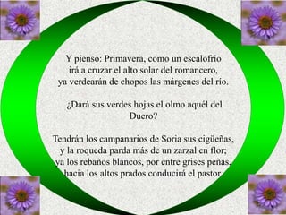 Y pienso: Primavera, como un escalofrío 
irá a cruzar el alto solar del romancero, 
ya verdearán de chopos las márgenes del río. 
¿Dará sus verdes hojas el olmo aquél del 
Duero? 
Tendrán los campanarios de Soria sus cigüeñas, 
y la roqueda parda más de un zarzal en flor; 
ya los rebaños blancos, por entre grises peñas, 
hacia los altos prados conducirá el pastor. 
 
