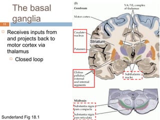 Cerebellum and basal ganglia | PPT
