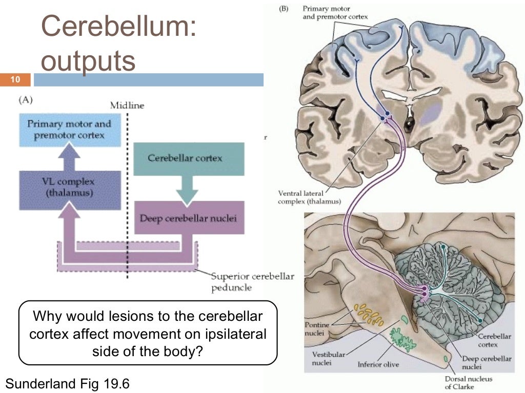 Cerebellum and basal ganglia