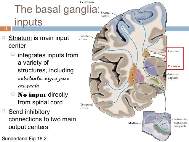 Cerebellum And Basal Ganglia