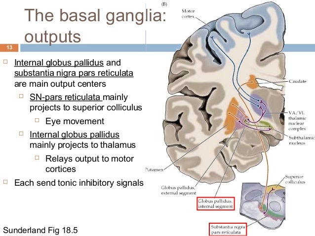 Cerebellum And Basal Ganglia