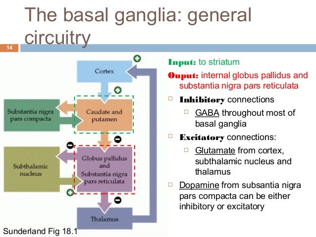 Cerebellum and basal ganglia