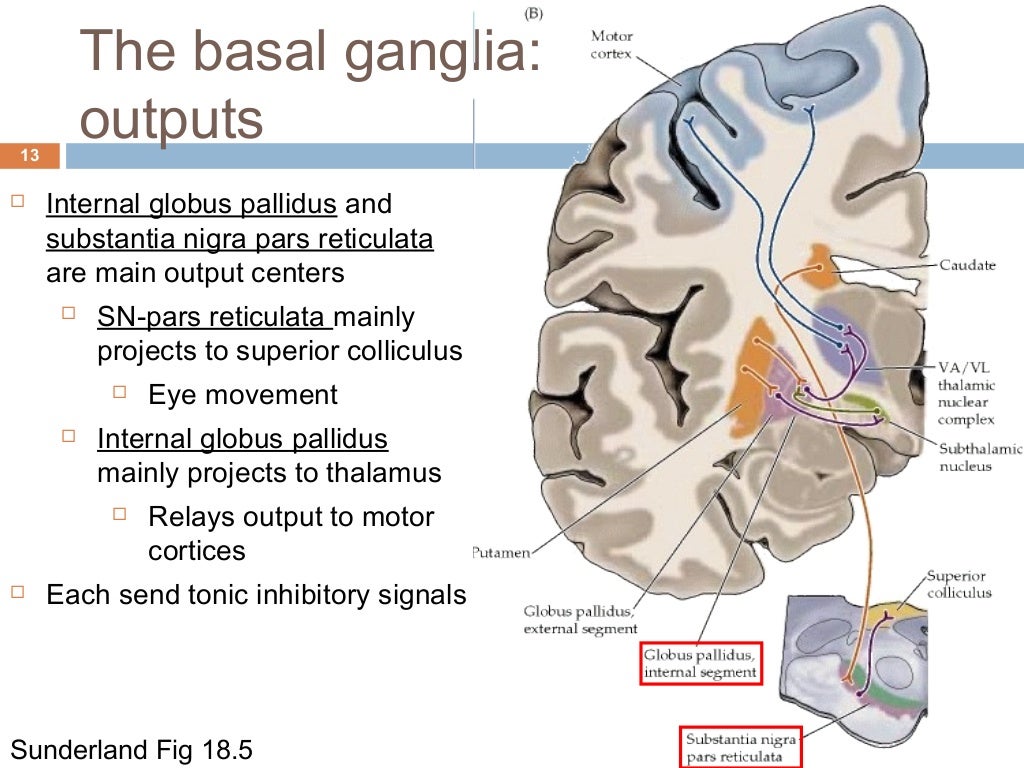 Cerebellum and basal ganglia