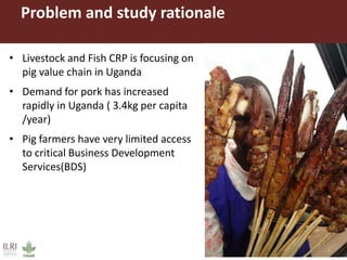 Gender equitable pig business hubs in Uganda 