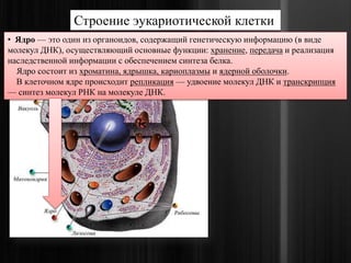 Строение эукариотической клетки
• Ядро — это один из органоидов, содержащий генетическую информацию (в виде
молекул ДНК), осуществляющий основные функции: хранение, передача и реализация
наследственной информации с обеспечением синтеза белка.
Ядро состоит из хроматина, ядрышка, кариоплазмы и ядерной оболочки.
В клеточном ядре происходит репликация — удвоение молекул ДНК и транскрипция
— синтез молекул РНК на молекуле ДНК.
 