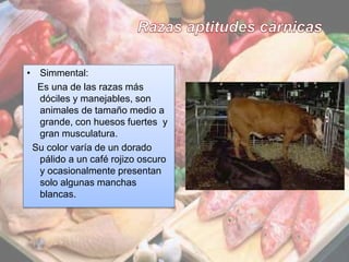 13
• Simmental:
Es una de las razas más
dóciles y manejables, son
animales de tamaño medio a
grande, con huesos fuertes y
gran musculatura.
Su color varía de un dorado
pálido a un café rojizo oscuro
y ocasionalmente presentan
solo algunas manchas
blancas.
 