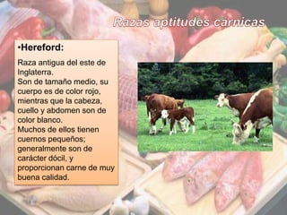 14
•Hereford:
Raza antigua del este de
Inglaterra.
Son de tamaño medio, su
cuerpo es de color rojo,
mientras que la cabeza,
cuello y abdomen son de
color blanco.
Muchos de ellos tienen
cuernos pequeños;
generalmente son de
carácter dócil, y
proporcionan carne de muy
buena calidad.
 