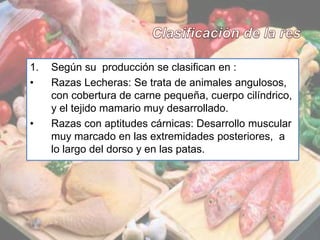 3
1. Según su producción se clasifican en :
• Razas Lecheras: Se trata de animales angulosos,
con cobertura de carne pequeña, cuerpo cilíndrico,
y el tejido mamario muy desarrollado.
• Razas con aptitudes cárnicas: Desarrollo muscular
muy marcado en las extremidades posteriores, a
lo largo del dorso y en las patas.
 