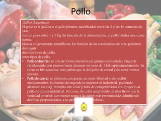 Pollo
Gallus domesticus
El pollo es la gallina o el gallo jóvenes, sacrificados entre las 5 y las 16 semanas de
vida,
con un peso entre 1 y 3 kg. En función de la alimentación, el pollo tendrá una carne
tierna,
blanca o ligeramente amarillenta. En función de las condiciones de cría, podemos
distinguir
distintos tipos de pollo:
intos tipos de pollo:
• Pollo industrial: se cría de forma intensiva en granjas industriales. Engorda
rápidamente con piensos hasta alcanzar un peso de 1 kilo aproximadamente. Su
carne es blanquecina, más pálida que la del pollo de corral y de sabor menos
intenso.
• Pollo de corral: se alimenta con grano, en semi-libertad y sin recibir
medicamentos. Su tiempo de engorde es superior al industrial, pudiendo
alcanzar los 3 kg. Presenta alto coste y falta de competitividad con respecto al
pollo de granja industrial. Su carne, de color amarillento, es más firme que la
variedad anterior, con menos grasa y de sabor más pronunciado, admitiendo
distintas preparaciones: a la parrilla, asado o relleno.
 