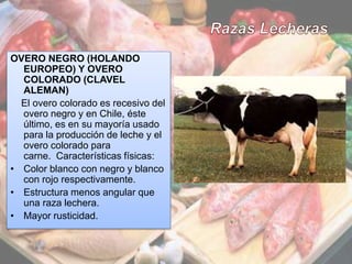 6
OVERO NEGRO (HOLANDO
EUROPEO) Y OVERO
COLORADO (CLAVEL
ALEMAN)
El overo colorado es recesivo del
overo negro y en Chile, éste
último, es en su mayoría usado
para la producción de leche y el
overo colorado para
carne. Características físicas:
• Color blanco con negro y blanco
con rojo respectivamente.
• Estructura menos angular que
una raza lechera.
• Mayor rusticidad.
 