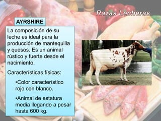 8
La composición de su
leche es ideal para la
producción de mantequilla
y quesos. Es un animal
rústico y fuerte desde el
nacimiento.
Características físicas:
•Color característico
rojo con blanco.
•Animal de estatura
media llegando a pesar
hasta 600 kg.
AYRSHIRE
 