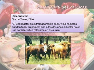 9
•Beefmaster:
Sur de Texas, EUA
•El Beefmaster es extremadamente dócil, y las hembras
pueden tener su primera cría a los dos años. El color no es
una caracterísitica relevante en esta raza.
 
