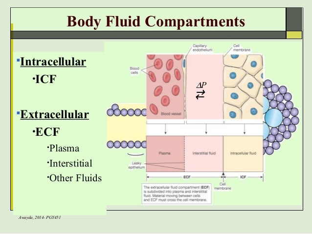 body fluid compartments percentage