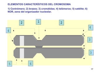 ELEMENTOS CARACTERÍSTICOS DEL CROMOSOMA
1) Centrómero; 2) brazos; 3) cromátidas; 4) telómeros; 5) satélite; 6)
NOR, zona del organizador nucleolar.




                                                                         17
 