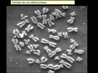 Cariotipo de una célula humana




                                 27
 