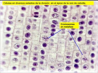 Células en diversos estadios de la división en el ápice de la raíz de cebolla.




                                                      Cromosomas
                                                      en metafase




                                                                                 6
 