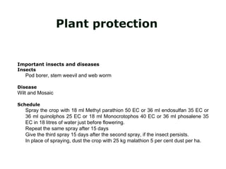Plant protection
Important insects and diseases
Insects
Pod borer, stem weevil and web worm
Disease
Wilt and Mosaic
Schedule
Spray the crop with 18 ml Methyl parathion 50 EC or 36 ml endosulfan 35 EC or
36 ml quinolphos 25 EC or 18 ml Monocrotophos 40 EC or 36 ml phosalene 35
EC in 18 litres of water just before flowering.
Repeat the same spray after 15 days
Give the third spray 15 days after the second spray, if the insect persists.
In place of spraying, dust the crop with 25 kg malathion 5 per cent dust per ha.
 
