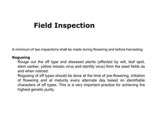 Field Inspection
A minimum of two inspections shall be made during flowering and before harvesting.
Rogueing
Rouge out the off type and diseased plants (affected by wilt, leaf spot,
stem canker, yellow mosaic virus and sterility virus) from the seed fields as
and when noticed.
Rogueing of off types should be done at the time of pre-flowering, initiation
of flowering and at maturity every alternate day based on identifiable
characters of off types. This is a very important practice for achieving the
highest genetic purity.
 