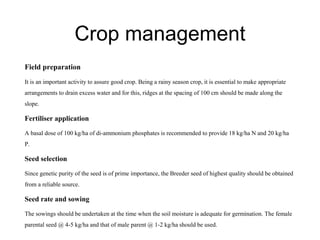Crop management
Field preparation
It is an important activity to assure good crop. Being a rainy season crop, it is essential to make appropriate
arrangements to drain excess water and for this, ridges at the spacing of 100 cm should be made along the
slope.
Fertiliser application
A basal dose of 100 kg/ha of di-ammonium phosphates is recommended to provide 18 kg/ha N and 20 kg/ha
P.
Seed selection
Since genetic purity of the seed is of prime importance, the Breeder seed of highest quality should be obtained
from a reliable source.
Seed rate and sowing
The sowings should be undertaken at the time when the soil moisture is adequate for germination. The female
parental seed @ 4-5 kg/ha and that of male parent @ 1-2 kg/ha should be used.
 