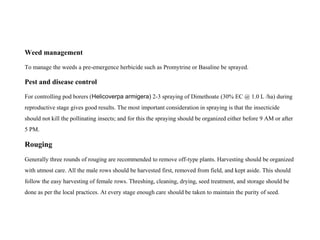 Weed management
To manage the weeds a pre-emergence herbicide such as Promytrine or Basaline be sprayed.
Pest and disease control
For controlling pod borers (Helicoverpa armigera) 2-3 spraying of Dimethoate (30% EC @ 1.0 L /ha) during
reproductive stage gives good results. The most important consideration in spraying is that the insecticide
should not kill the pollinating insects; and for this the spraying should be organized either before 9 AM or after
5 PM.
Rouging
Generally three rounds of rouging are recommended to remove off-type plants. Harvesting should be organized
with utmost care. All the male rows should be harvested first, removed from field, and kept aside. This should
follow the easy harvesting of female rows. Threshing, cleaning, drying, seed treatment, and storage should be
done as per the local practices. At every stage enough care should be taken to maintain the purity of seed.
 