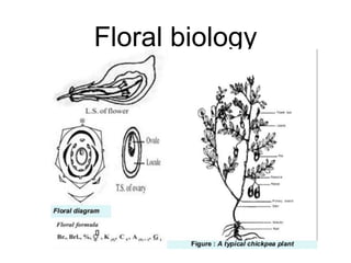 Floral biology
 