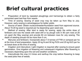 Brief cultural practices
• Preparation of land by repeated ploughings and harrowings to obtain a fairly
pulverised seed bed free from weeds.
• Time of sowing: Sowing of seed crop may be taken up from May to July.
However, early sowing is advantageous for better yields.
• Source of seed: Obtain nucleus/breeder/foundation seed from approved source.
About 15-20 kg seed is required per ha depending upon seed size.
• Method of sowing: After land is ready for sowing, apply the entire dose of
fertilizers and sow the seeds with seed drill or by plough sole in 90 cam rows at 20
cm apart (for May sowing) and provide 60 cm between rows for July sowing. The
depth of seeding should not be more than 5 cm.
• Manures and fertilizers: Incorporate about 7.5 tonnes of FYM or compost per ha
at the time of land preparation. Apply 25 kg N and 50 kg P2O5 and 25 kg K2O per ha
as basal dose at the time of sowing.
• Irrigation and interculture: Light irrigation is required after sowing to ensure good
germination. One irrigation at flowering and subsequent irrigations after flowering is
necessary depending upon the soil and weather conditions.
• Intercultivate the crop 2-3 times and earthup the crop before flowering to keep
the seed plots free of weeds.
 