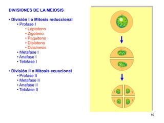 DIVISIONES DE LA MEIOSIS

• División I o Mitosis reduccional
     • Profase I
          • Leptoteno
          • Zigoteno
          • Paquiteno
          • Diploteno
          • Diacinesis
     • Metafase I
     • Anafase I
     • Telofase I

• División II o Mitosis ecuacional
     • Profase II
     • Metafase II
     • Anafase II
     • Telofase II




                                     10
 