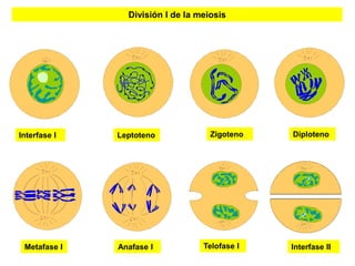 División I de la meiosis




Interfase I   Leptoteno             Zigoteno   Diploteno




 Metafase I   Anafase I           Telofase I   Interfase II
                                                         11
 