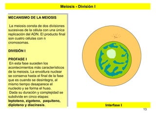 Meiosis - División I

MECANISMO DE LA MEIOSIS

 La meiosis consta de dos divisiones
sucesivas de la célula con una única
replicación del ADN. El producto final
son cuatro células con n
cromosomas.

DIVISIÓN I

PROFASE I
 En esta fase suceden los
acontecimientos más característicos
de la meiosis. La envoltura nuclear
se conserva hasta el final de la fase
que es cuando se desintegra, al
mismo tiempo desaparece el
nucleolo y se forma el huso.
 Dada su duración y complejidad se
subdivide en cinco etapas:
leptoteno, zigoteno, paquiteno,
diploteno y diacinesis.                                  Interfase I
                                                                       13
 