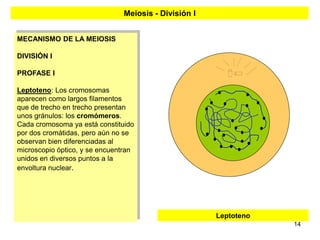 Meiosis - División I


MECANISMO DE LA MEIOSIS

DIVISIÓN I

PROFASE I

Leptoteno: Los cromosomas
aparecen como largos filamentos
que de trecho en trecho presentan
unos gránulos: los cromómeros.
Cada cromosoma ya está constituido
por dos cromátidas, pero aún no se
observan bien diferenciadas al
microscopio óptico, y se encuentran
unidos en diversos puntos a la
envoltura nuclear.




                                                      Leptoteno
                                                                  14
 