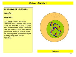 Meiosis - División I


MECANISMO DE LA MEIOSIS

DIVISIÓN I

PROFASE I

 Zigoteno: En esta etapa los
cromosomas homólogos se aparean
punto por punto en toda su longitud.
Este apareamiento puede comenzar
bien por el centro o por los extremos
y continuar a todo lo largo. Cuando
los homólogos se aparean cada gen
queda yuxtapuesto con su
homólogo.




                                                         Zigoteno
                                                                    15
 